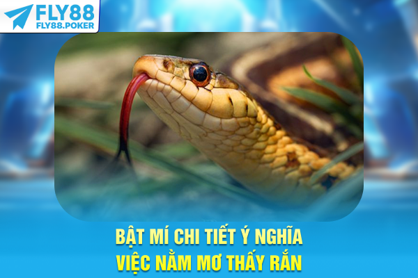 Bật mí chi tiết ý nghĩa việc nằm mơ thấy rắn