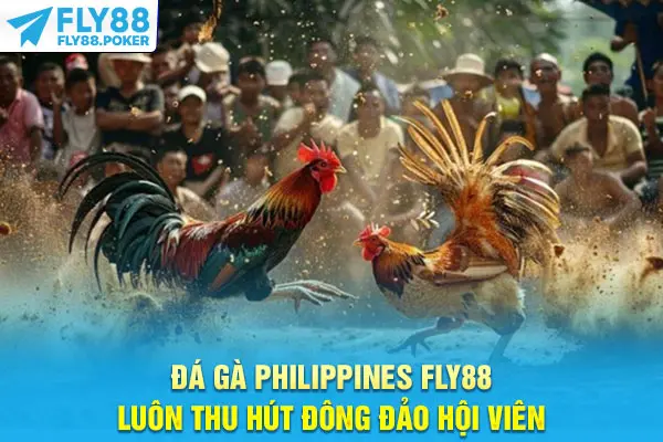 Đá Gà Philippines - Sức Hút Từ Sự Chuyên Nghiệp, Minh Bạch 7 Đá gà Philippines Fly88 luôn thu hút đông đảo hội viên