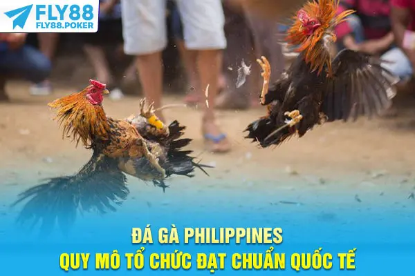 Đá Gà Philippines - Sức Hút Từ Sự Chuyên Nghiệp, Minh Bạch 6 Đá gà Philippines quy mô tổ chức đạt chuẩn quốc tế