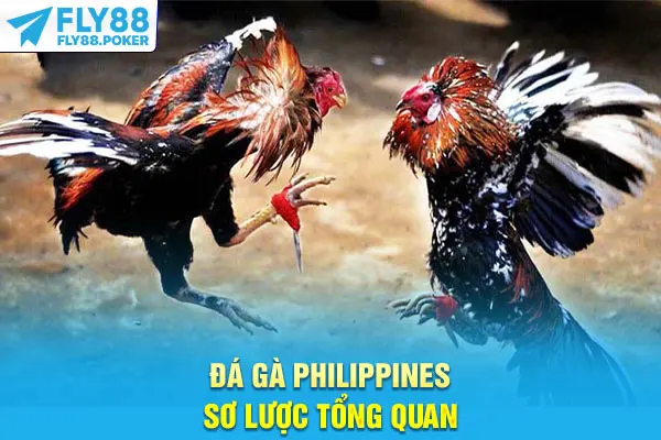 Đá Gà Philippines - Sức Hút Từ Sự Chuyên Nghiệp, Minh Bạch 5 Đá gà Philippines sơ lược tổng quan