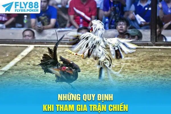 Hướng Dẫn Chơi Đá Gà Cựa Dao - Mẹo Thắng Thưởng Mỗi Ngày 5 Những quy định khi tham gia trận chiến